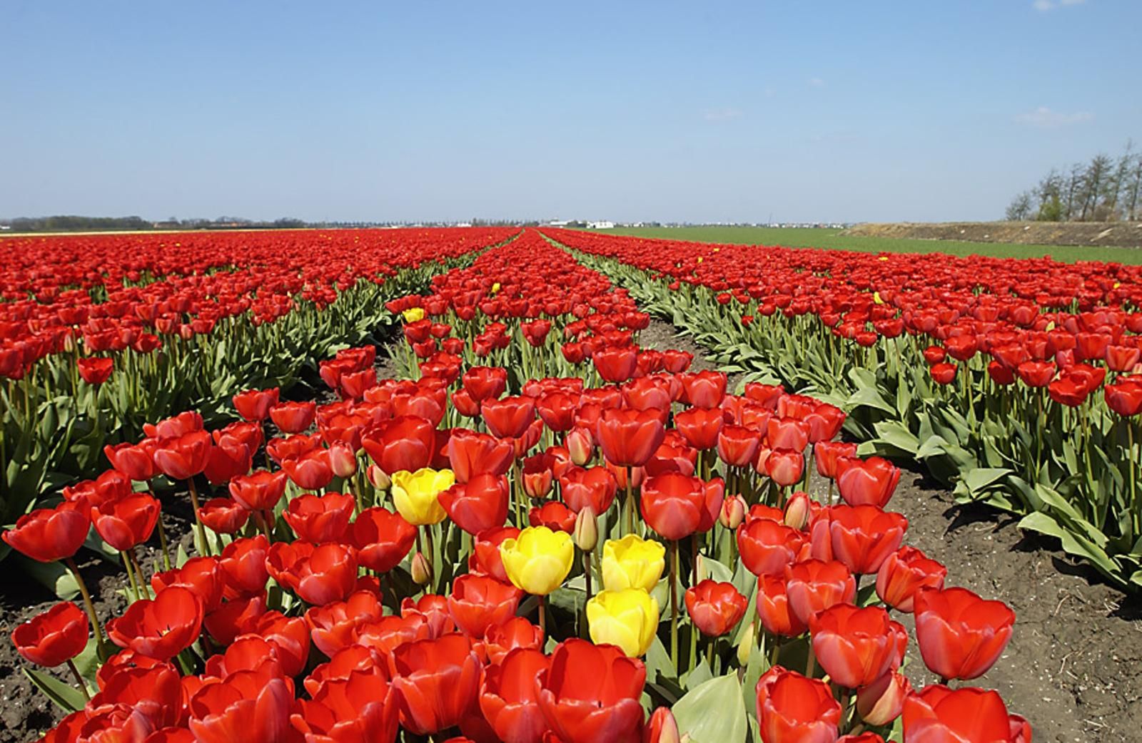 Photo 39 of Treslongstaete 6