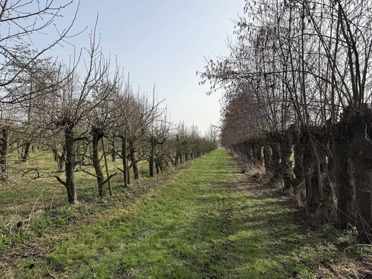 Bekijk foto 3 van Gerestraat