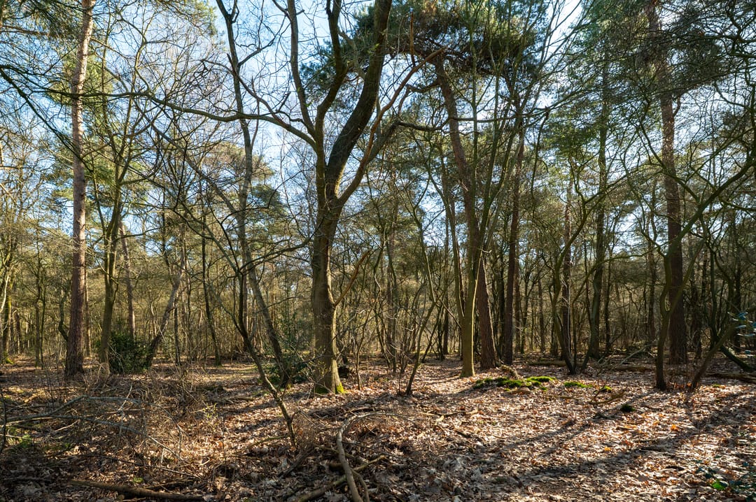 Foto 77 van Krachtighuizerweg 35-B