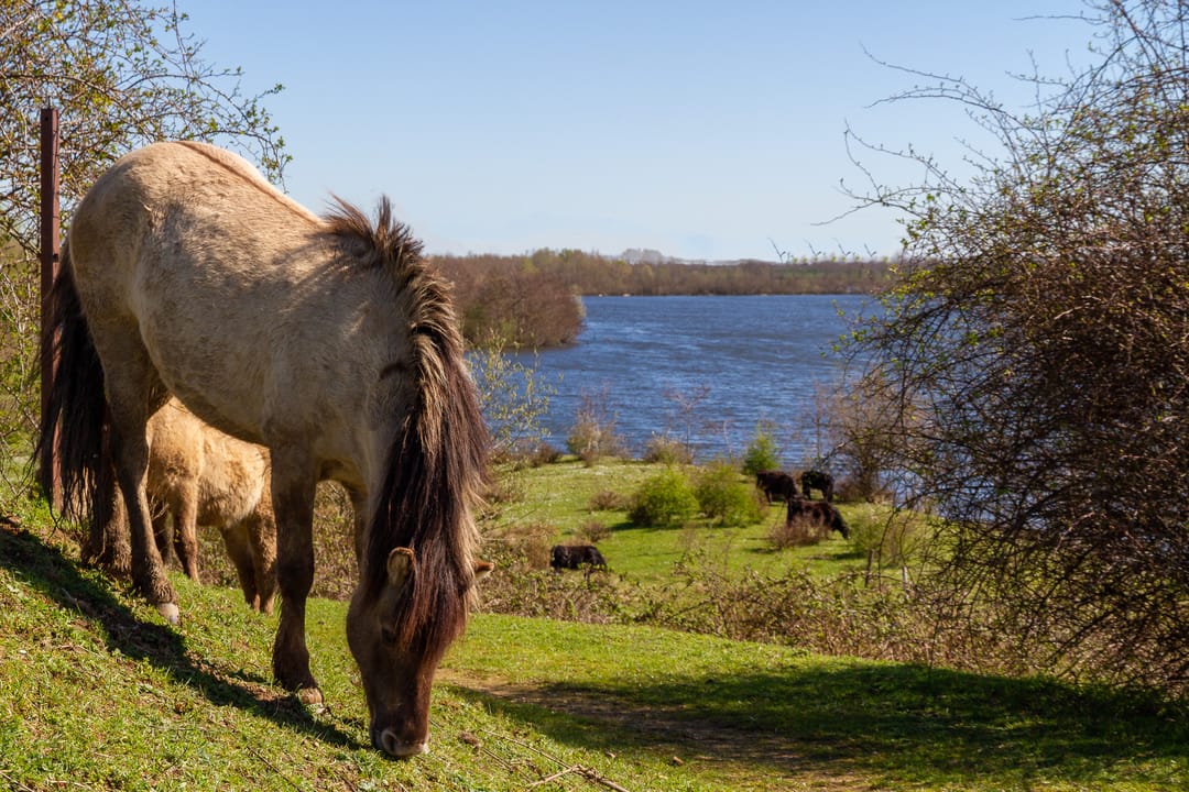 Foto 52 van Veldstraat Oost 11-A