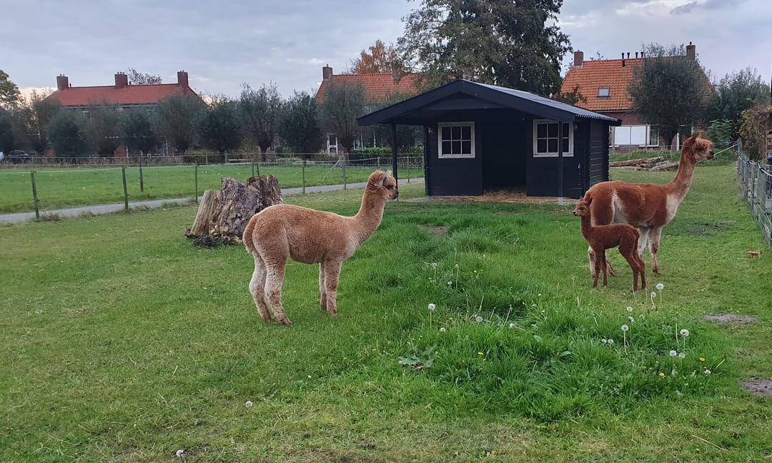 Foto 77 van Smydingheweg 10