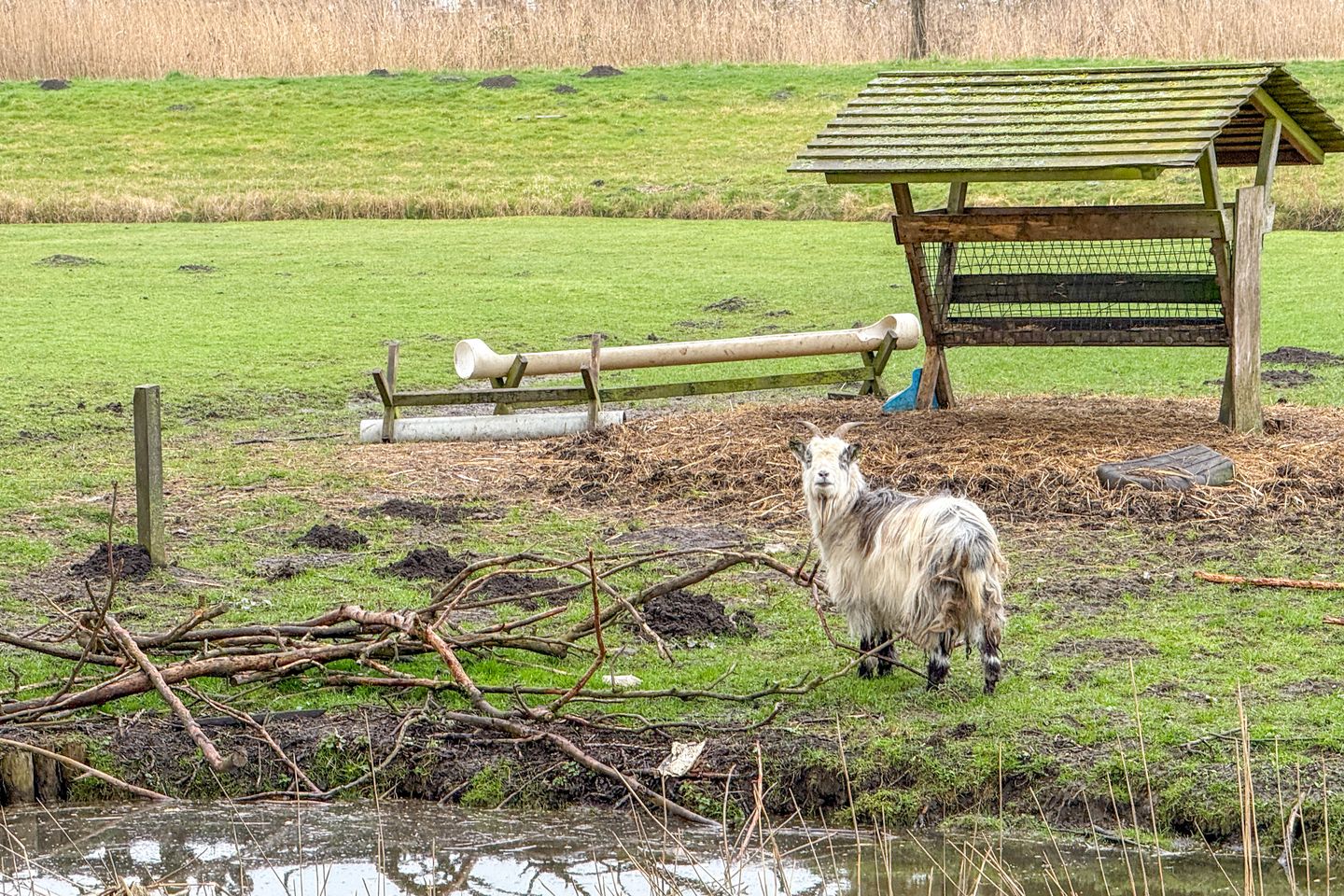 Foto 79 van Westknollendam 60