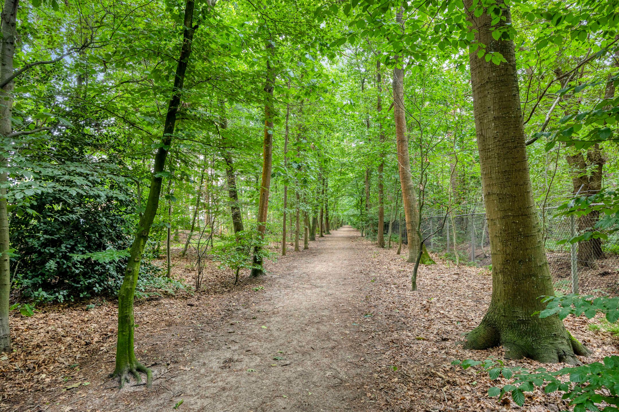 Foto 36 van Wijnmalenlaan 7