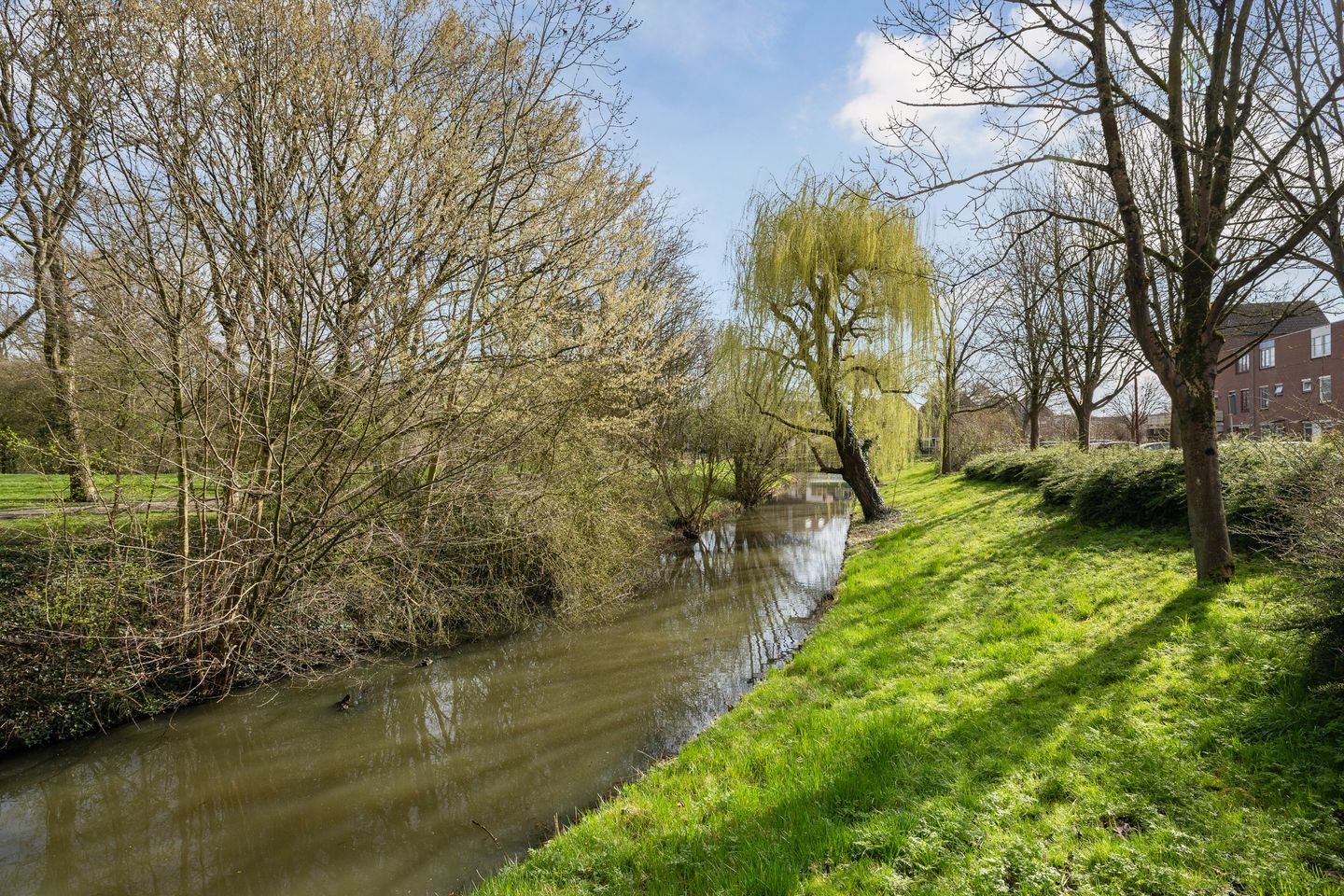 Foto 35 van Zilverfazant 4