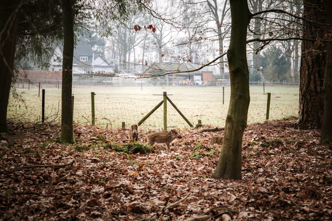 Foto 43 van Koerbergseweg 6