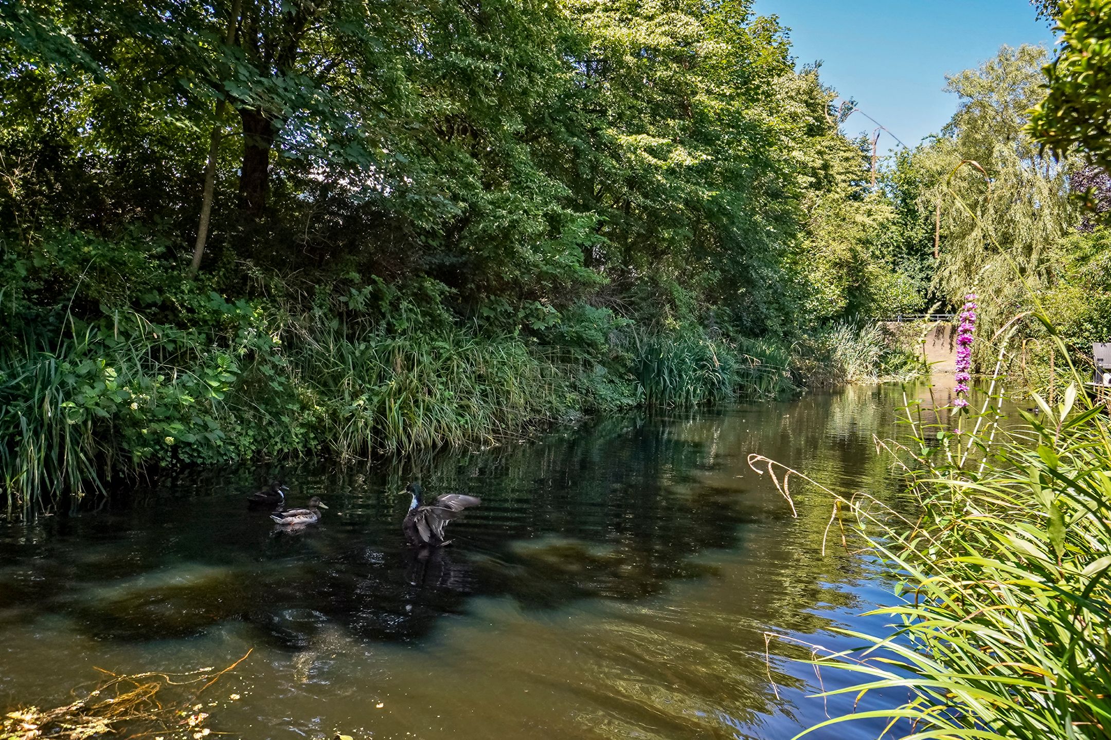 Foto 12 van Buitenklingen 59