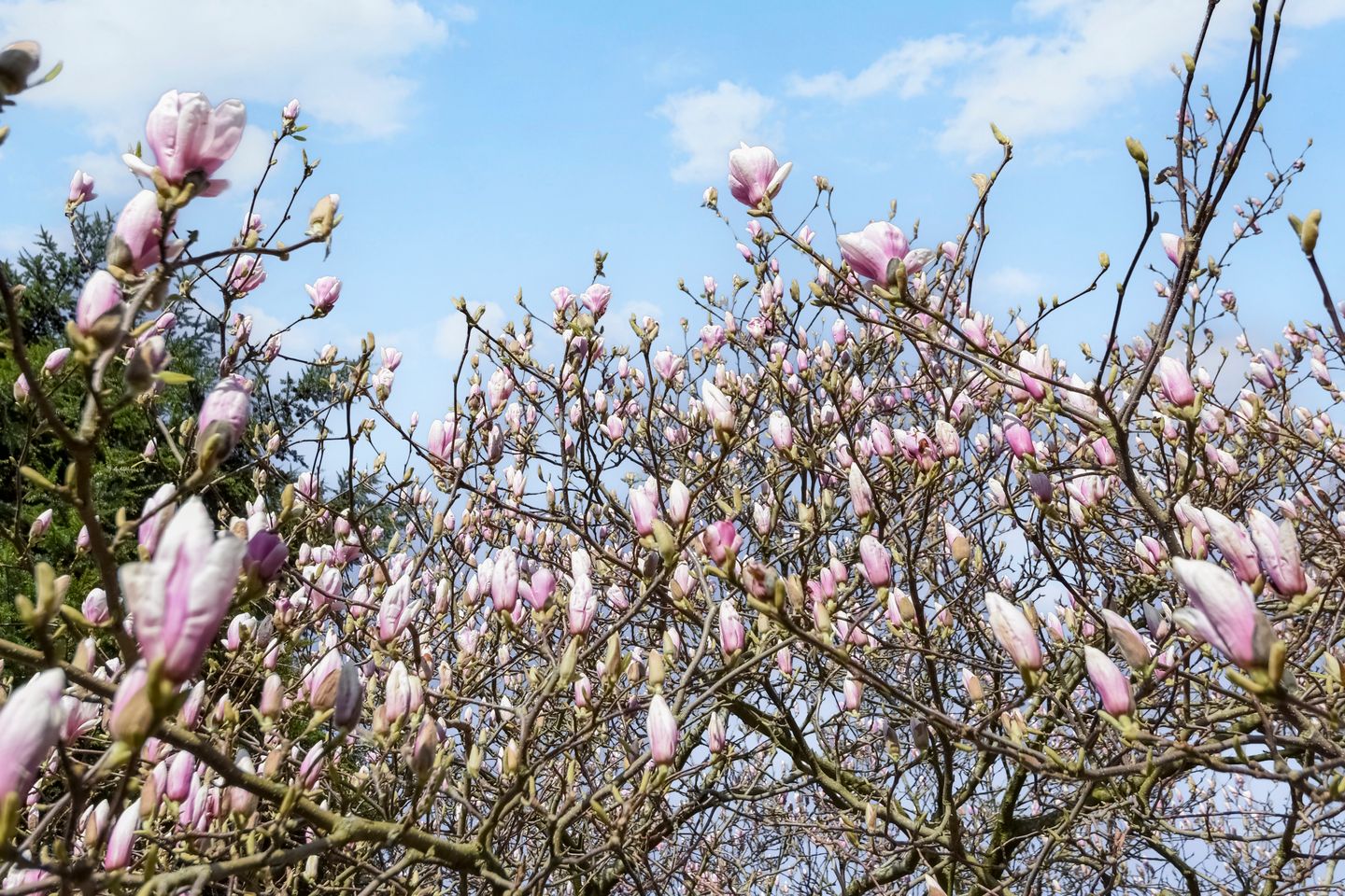 Foto 55 van Kornoeljestraat 14