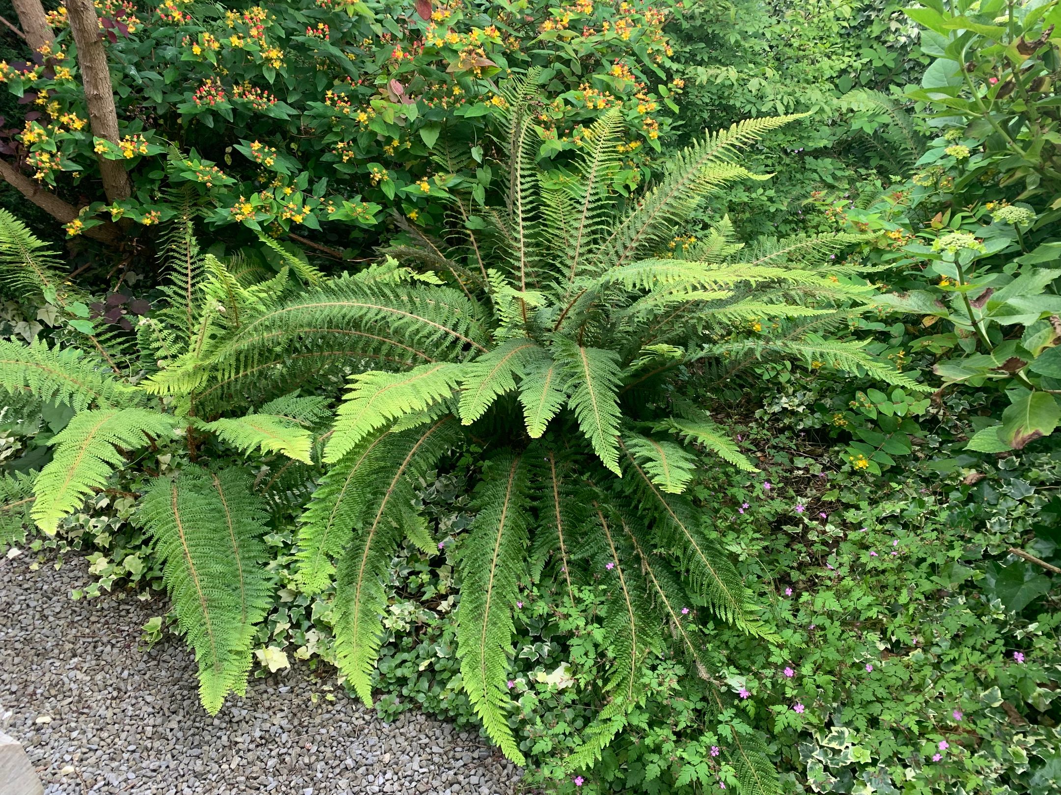 Foto 57 van Dokter Beumerstraat 46-B