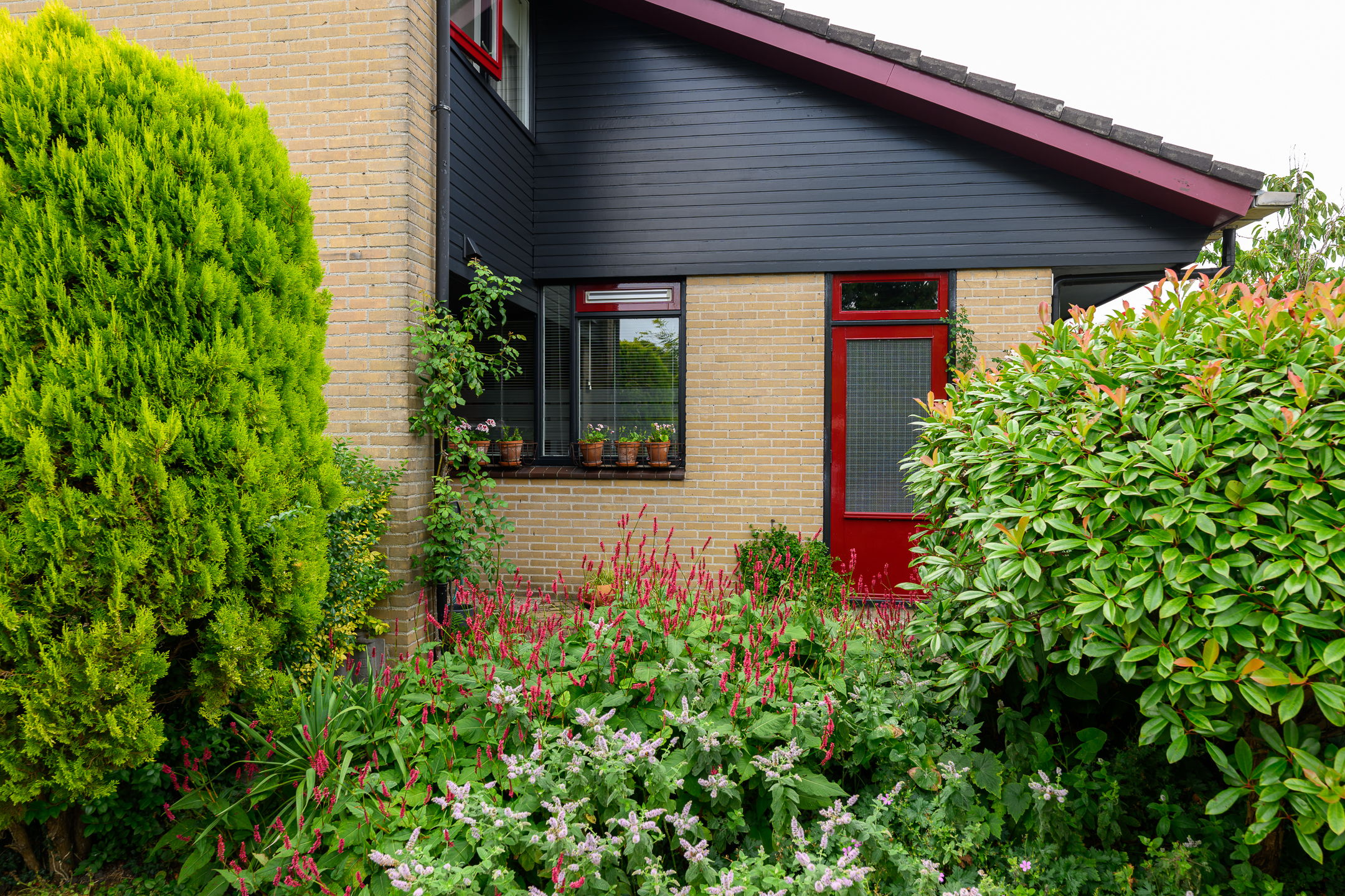 Foto 3 van Dotterbloem 17