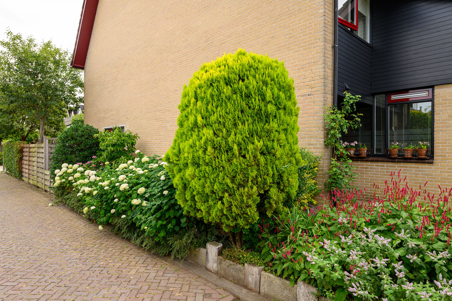 Foto 4 van Dotterbloem 17