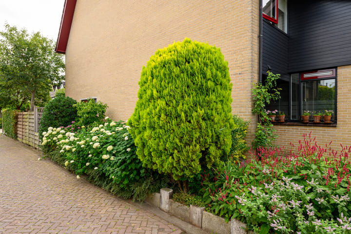 Foto 4 van Dotterbloem 17