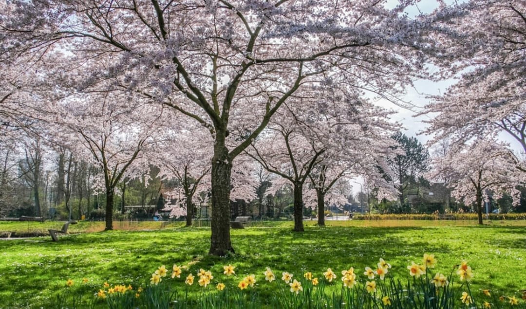 Foto 2 van De Fruittuinen 95