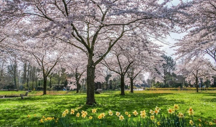 Foto 2 van De Fruittuinen 95