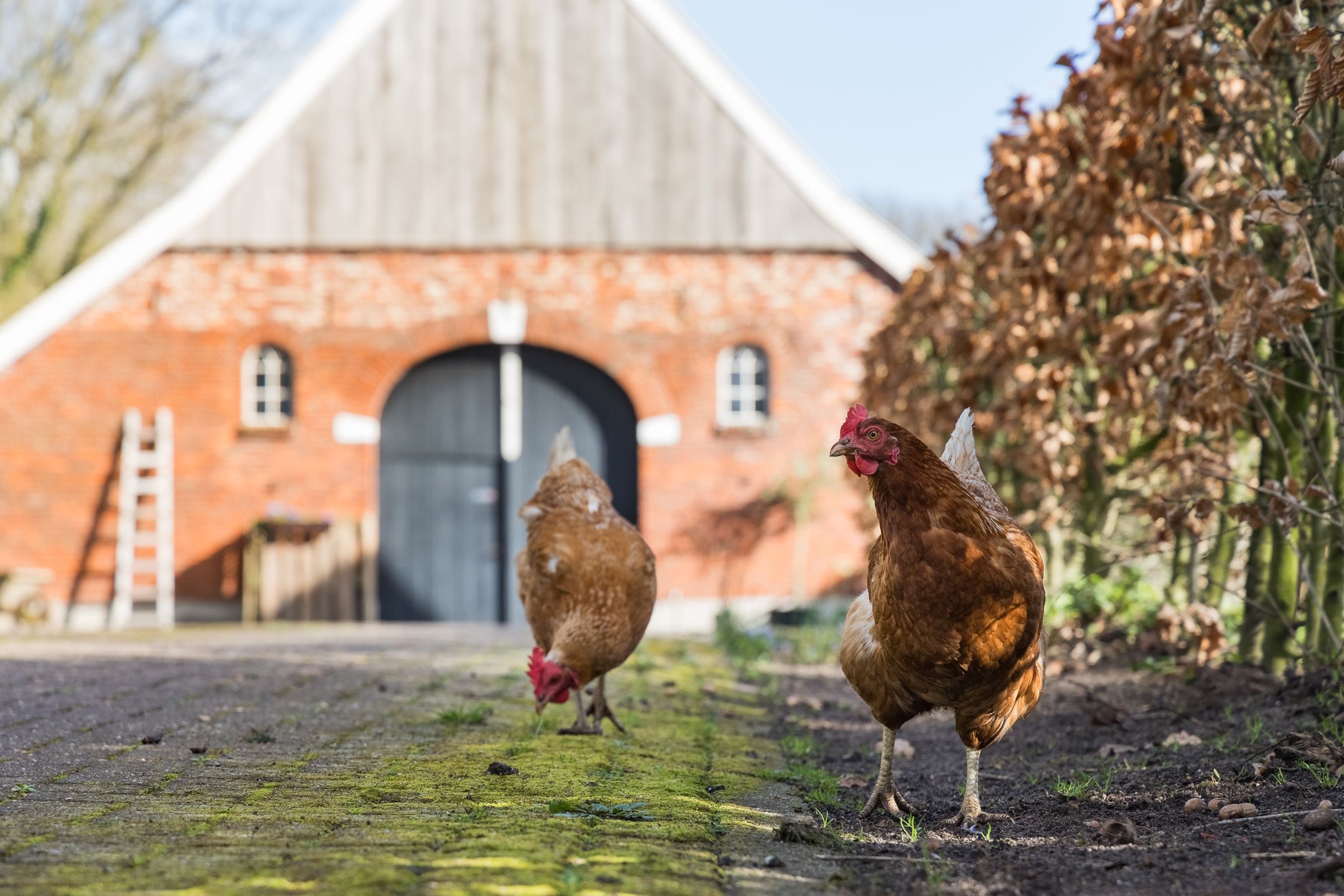 Foto 42 van Oude Ootmarsumsestraat 66