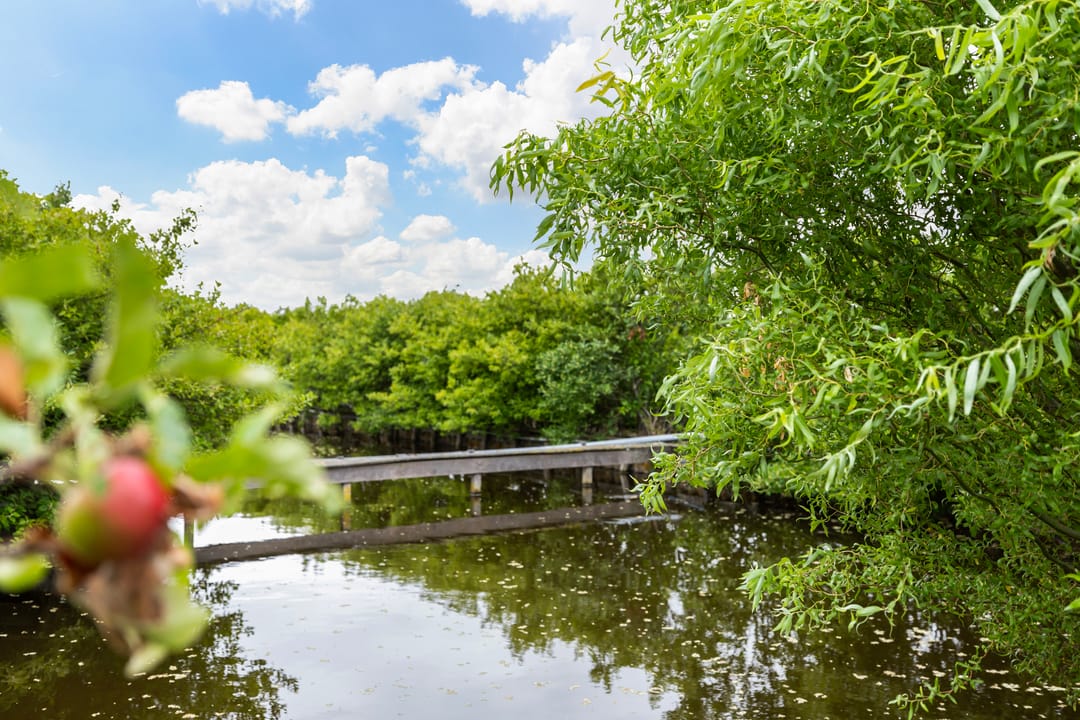 Photo 56 of Roemer 8