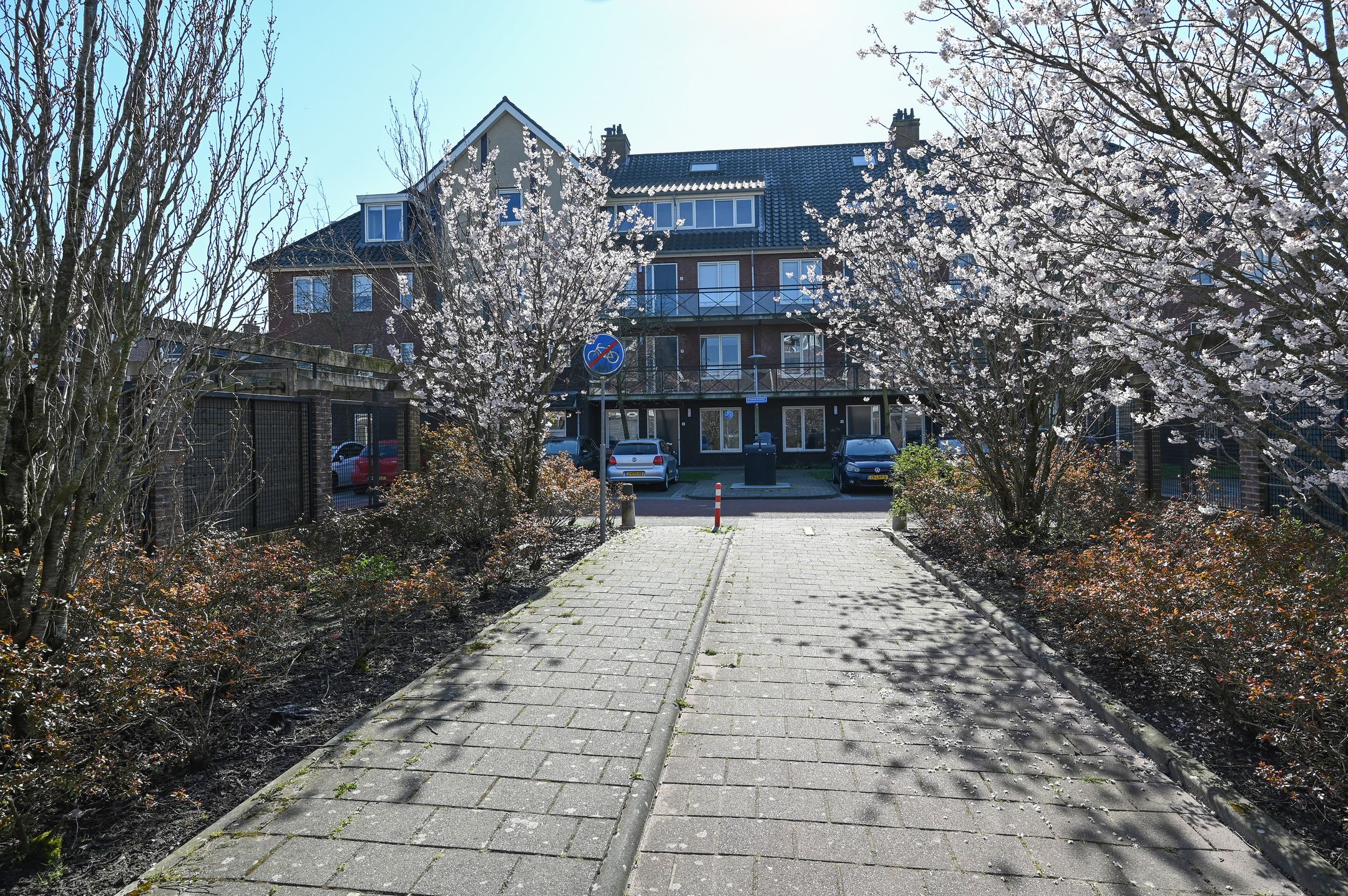 Foto 21 van Groene Kikker 4