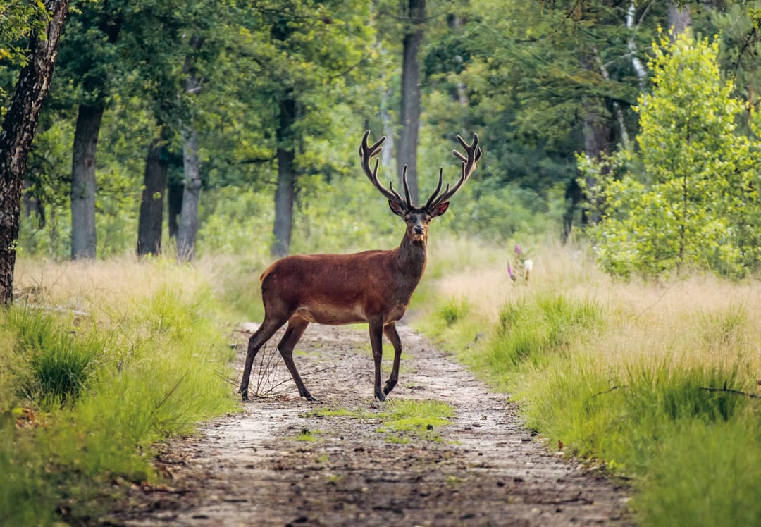 Foto 7 van Tussenwoning (Bouwnr. 3)