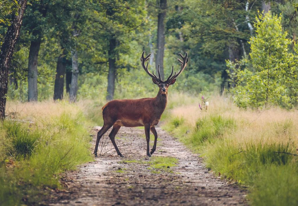 Foto 7 van Batingererf