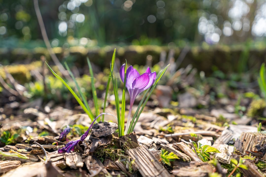 Foto 23 van Susterenhof 19