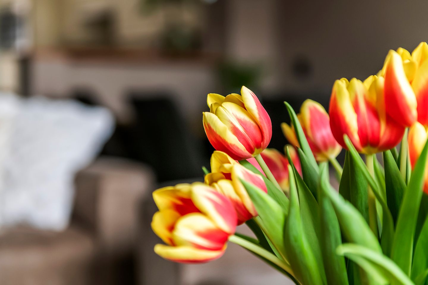 Photo 10 of Kamperfoelie 30