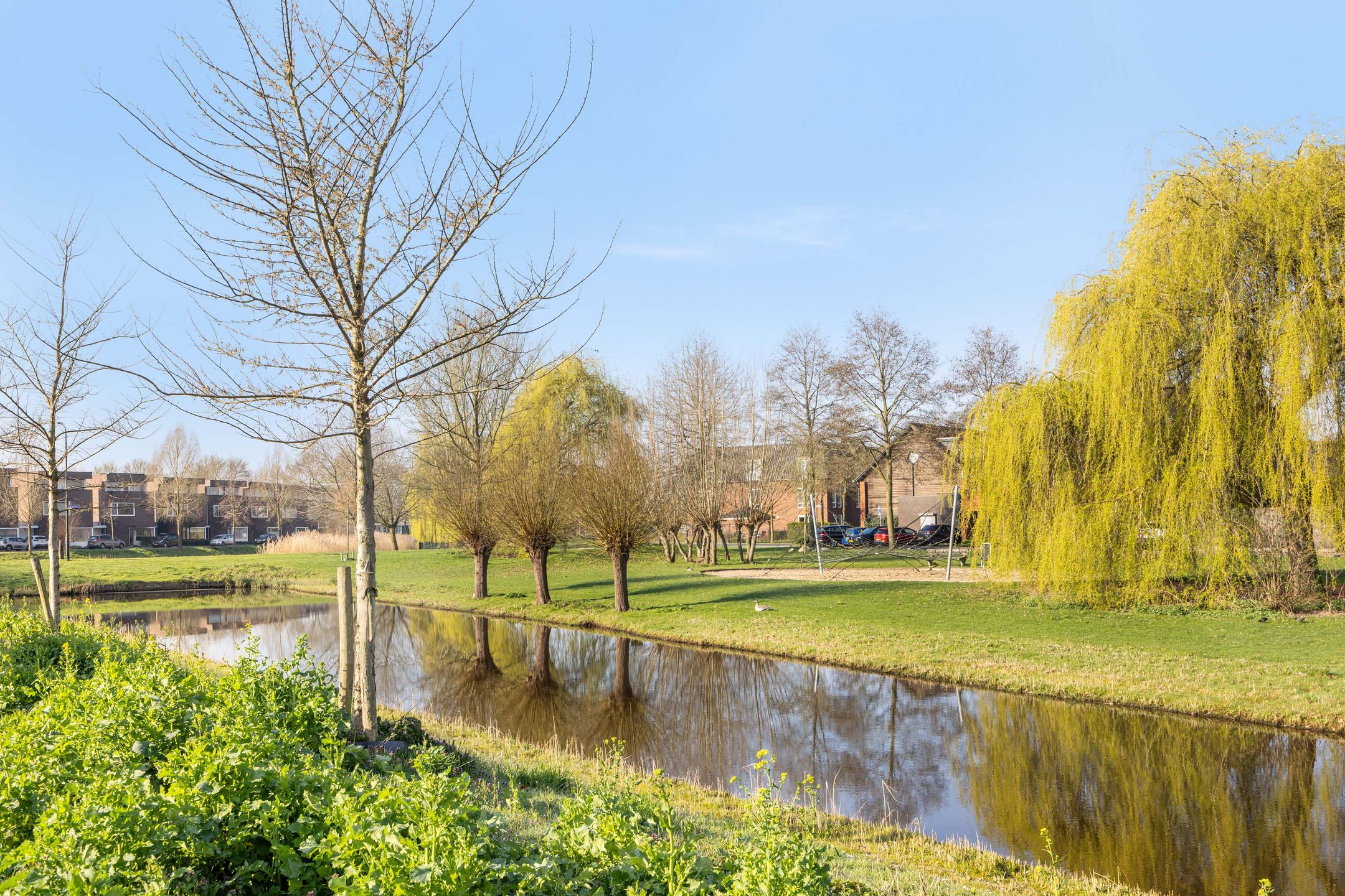 Photo 27 of Weegbree 31