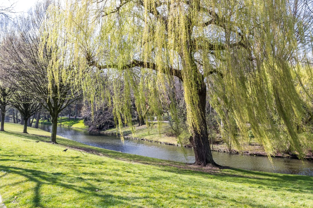 Foto 1 van Boezemlaan 40-D