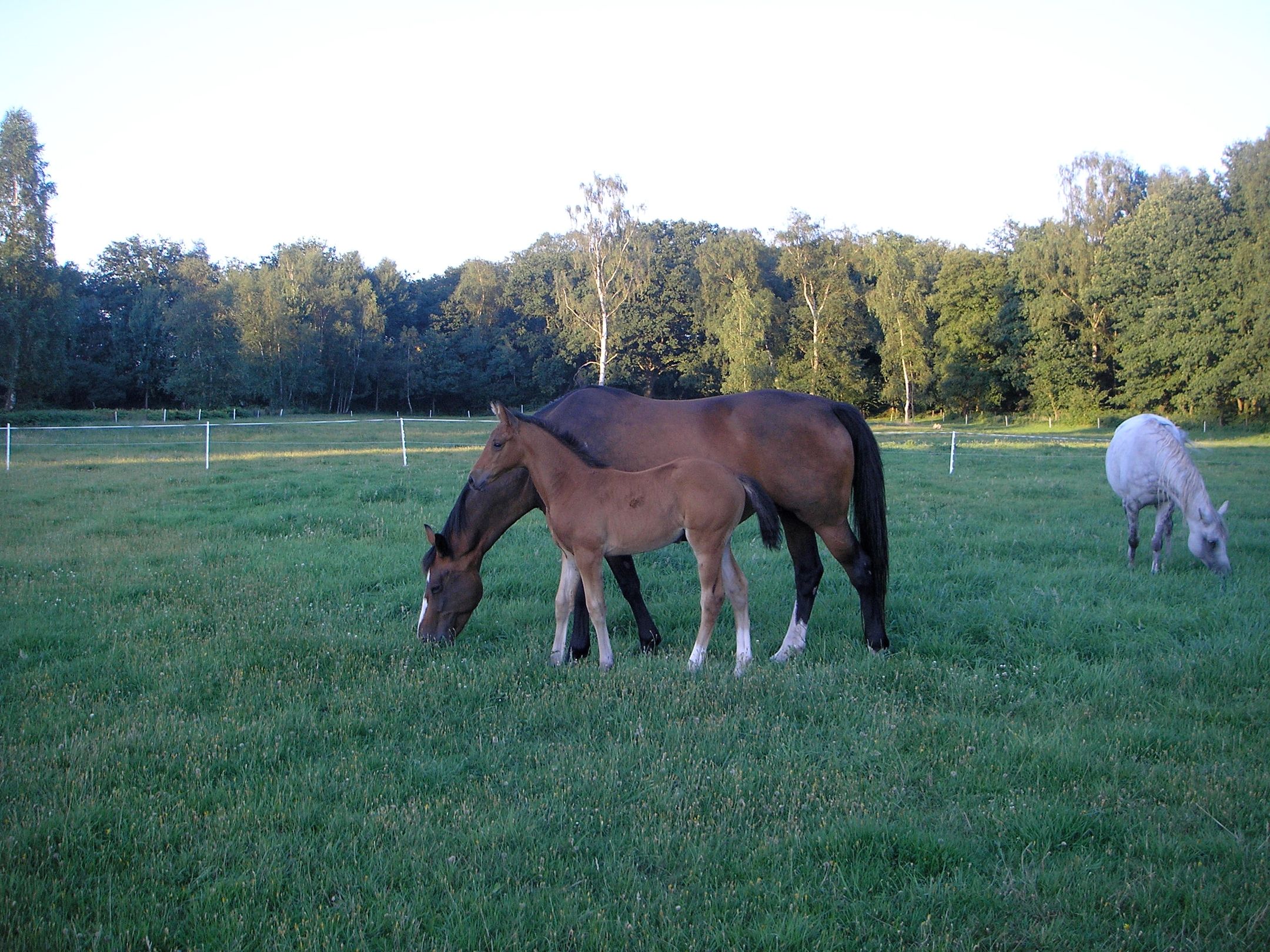 Photo 24 of de Kamp 7