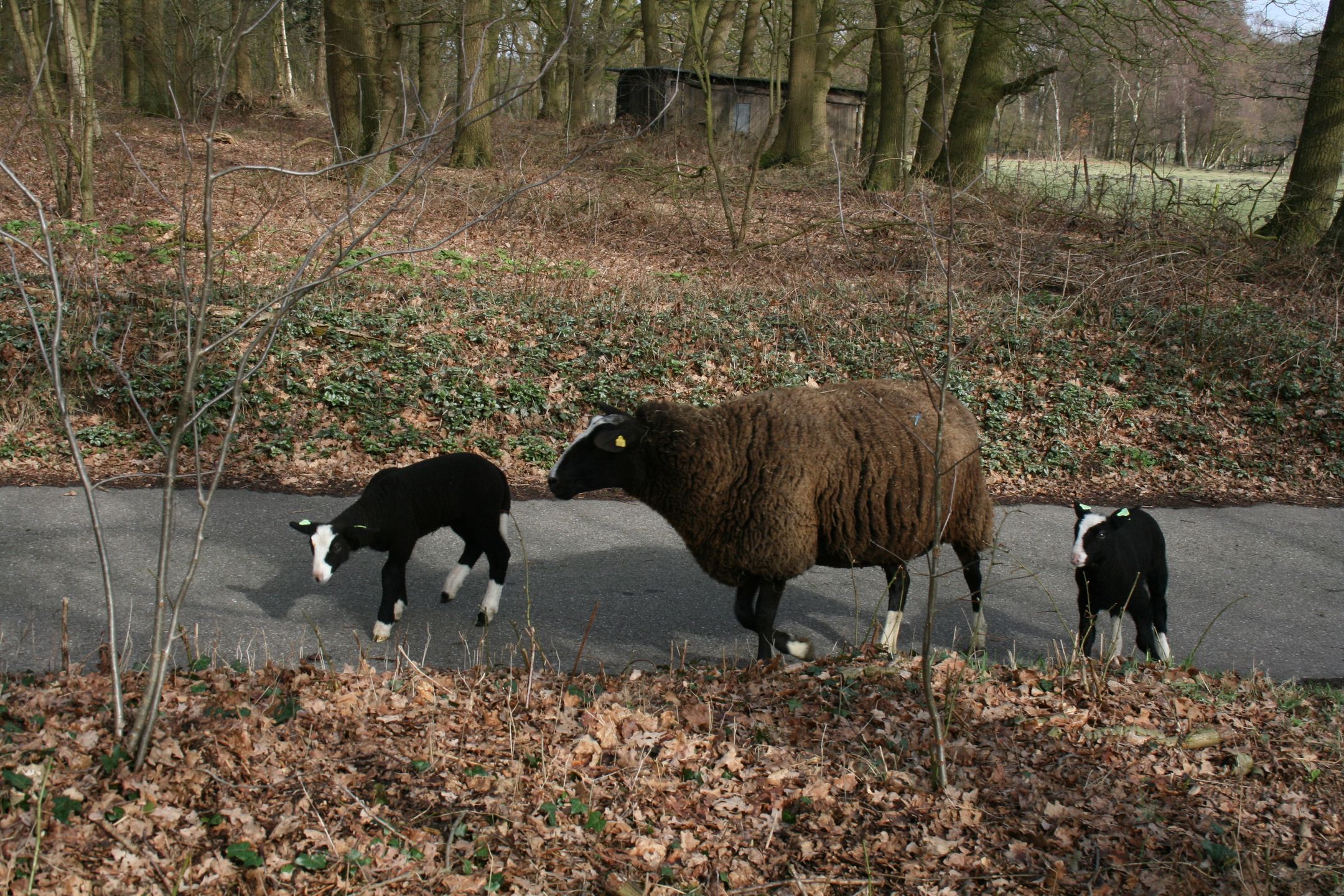 Foto 21 van de Kamp 3