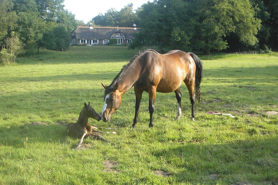 Foto 23 van de Kamp 3