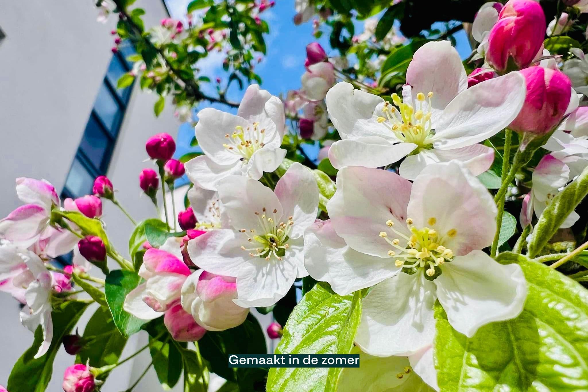 Foto 45 van Meesberg 11