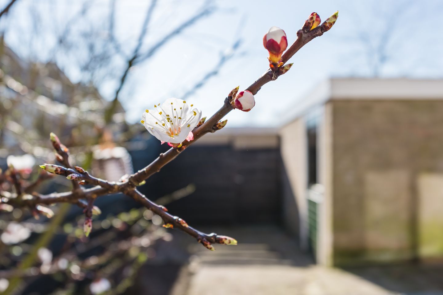 Foto 34 van Boeier 5