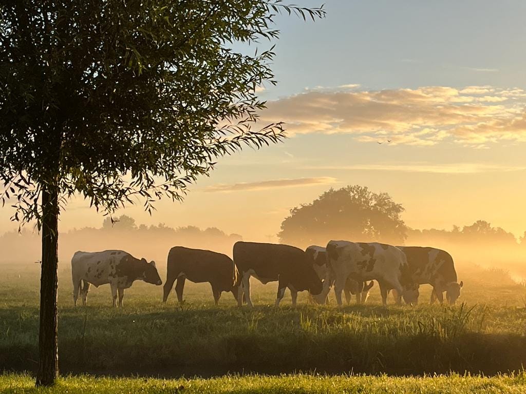 Foto 34 van Wederik 12