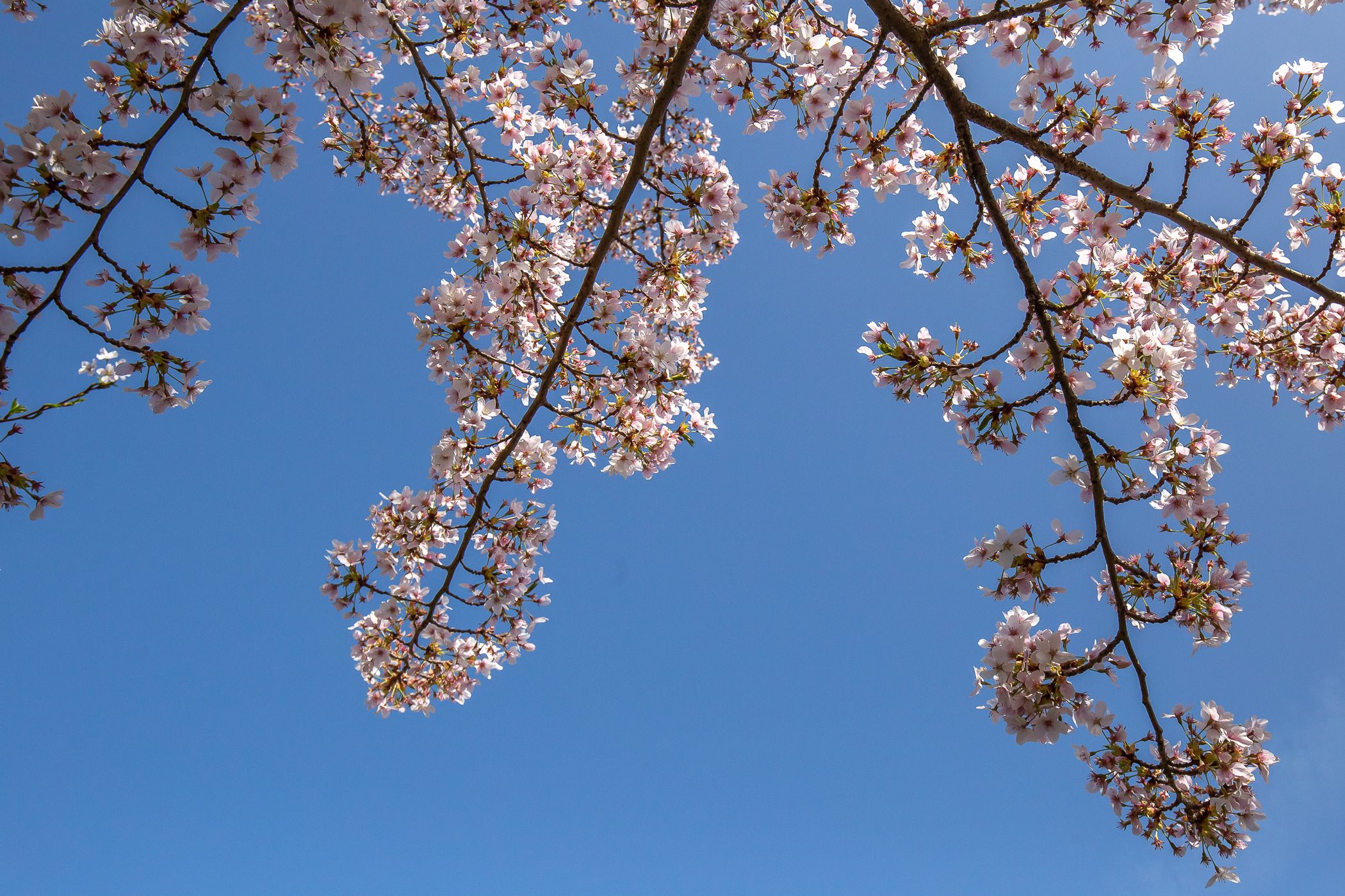 Foto 39 van Voorsterbeeklaan 100