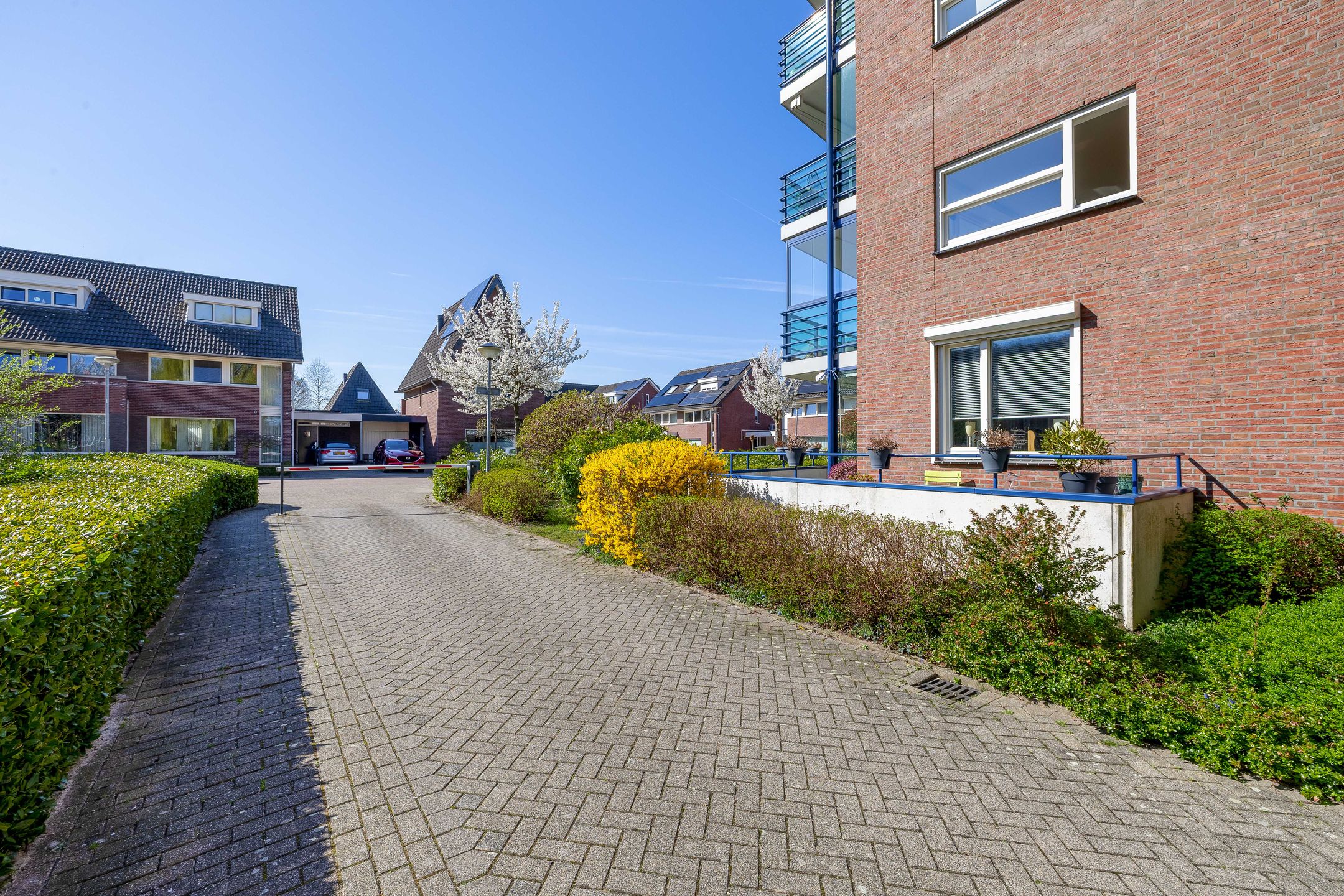 Foto 24 van Veldzuring 41