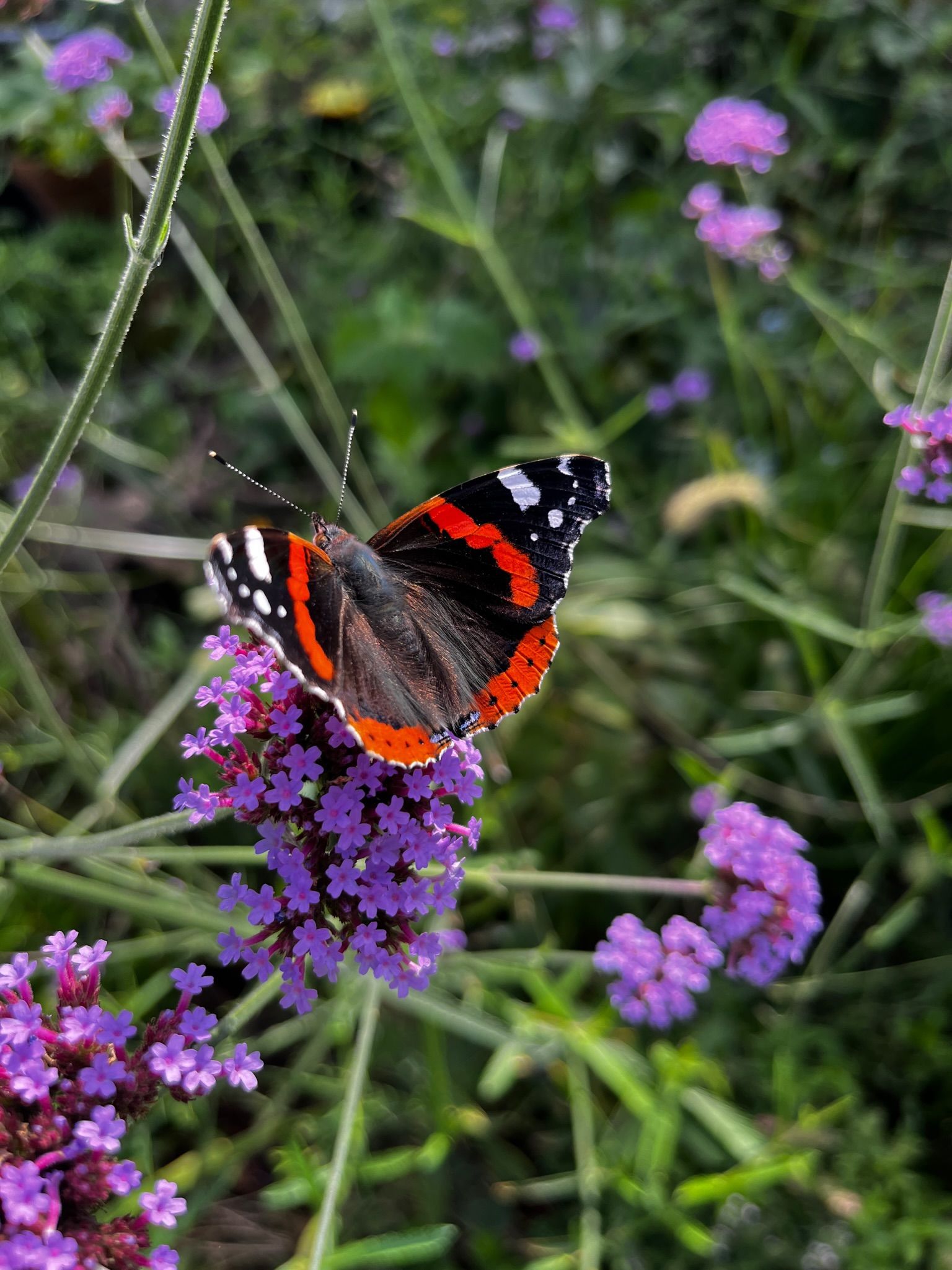 Foto 54 van Kampeerveld 11