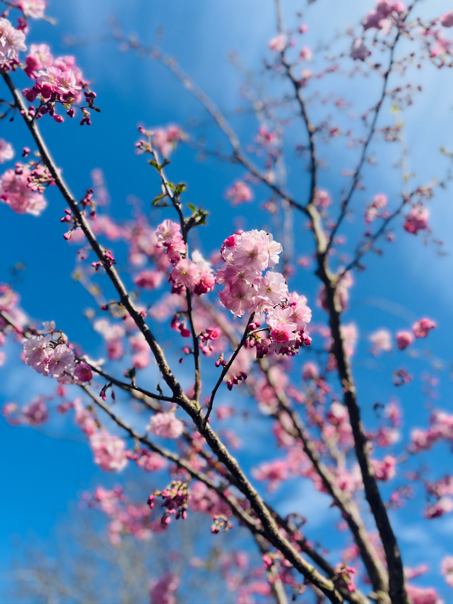 Foto 63 van Kampeerveld 11