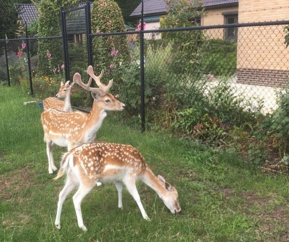 Foto 76 van Oude Heistraat 19