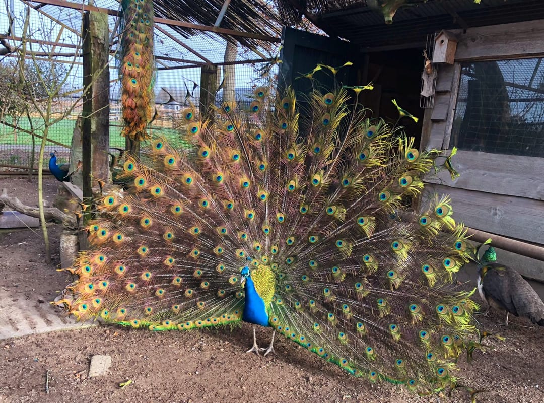 Foto 77 van Oude Heistraat 19