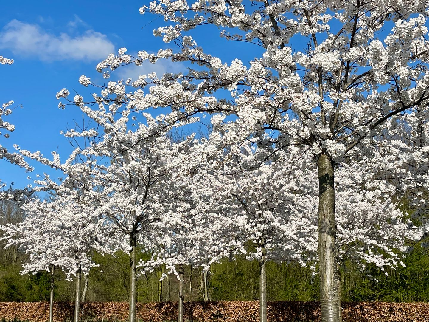 Ekris 72-B - Woudenberg - Afbeelding 4