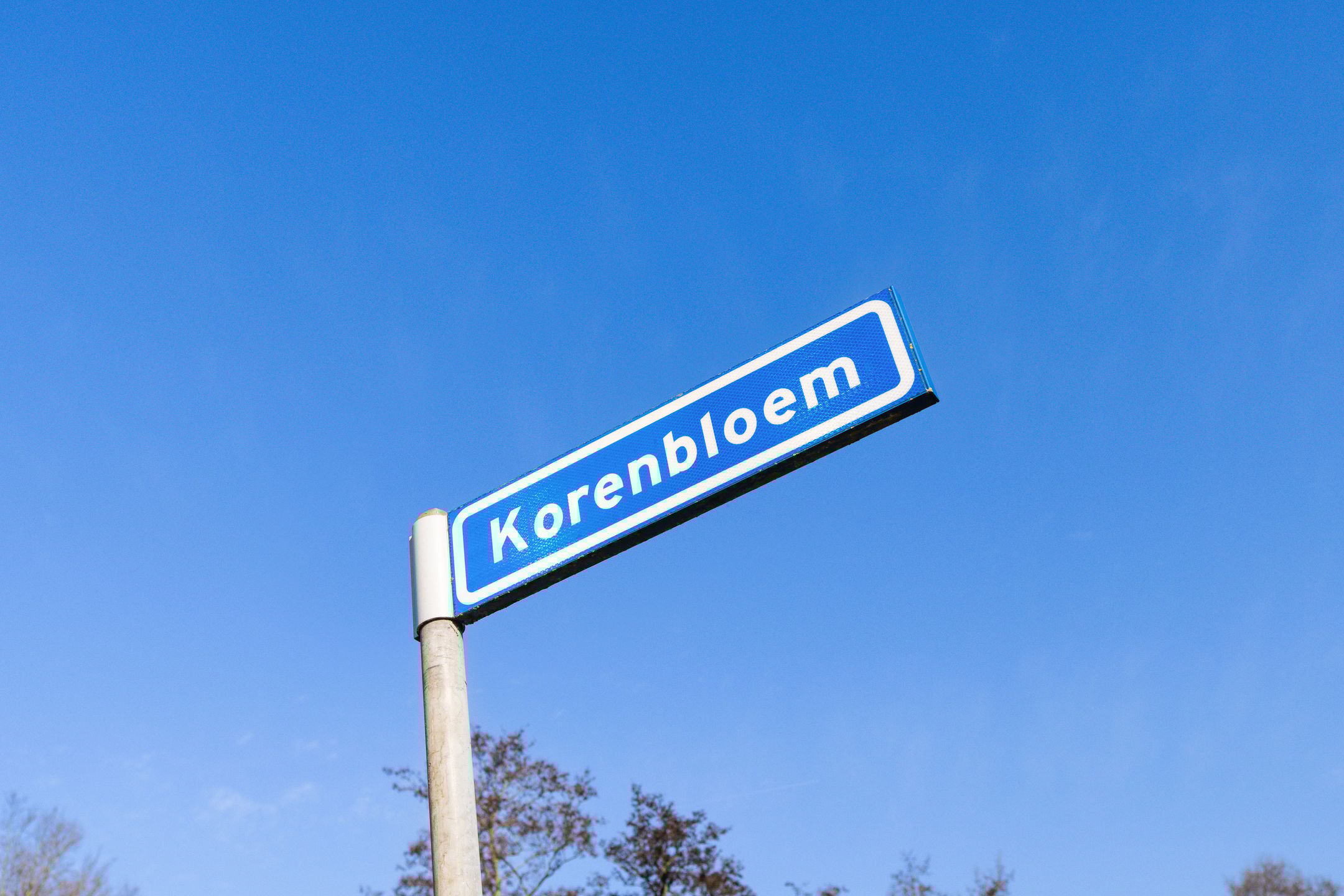 Photo 27 of Korenbloem 5