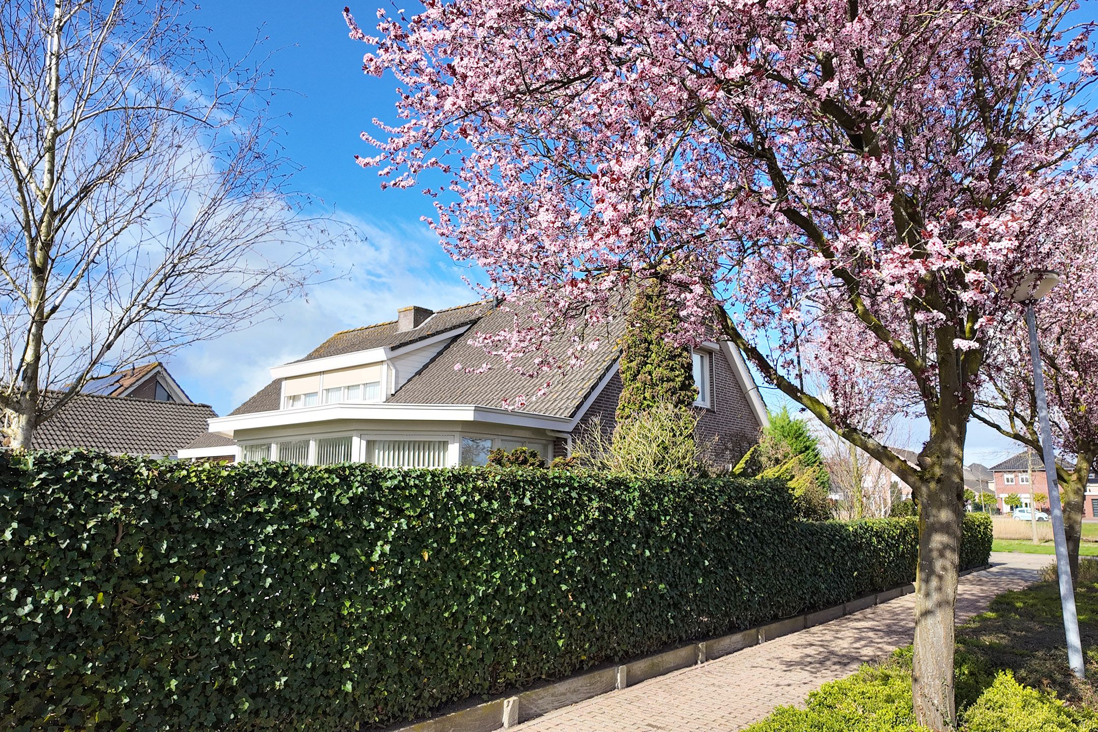 Foto 84 van Oesterzwam 33