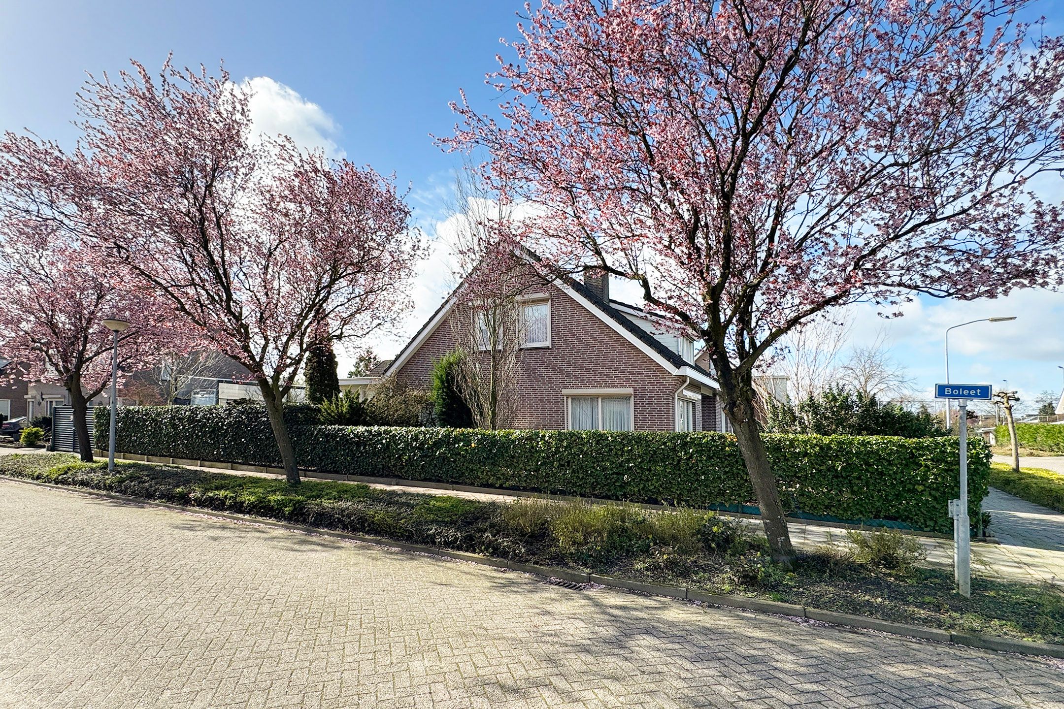 Foto 87 van Oesterzwam 33