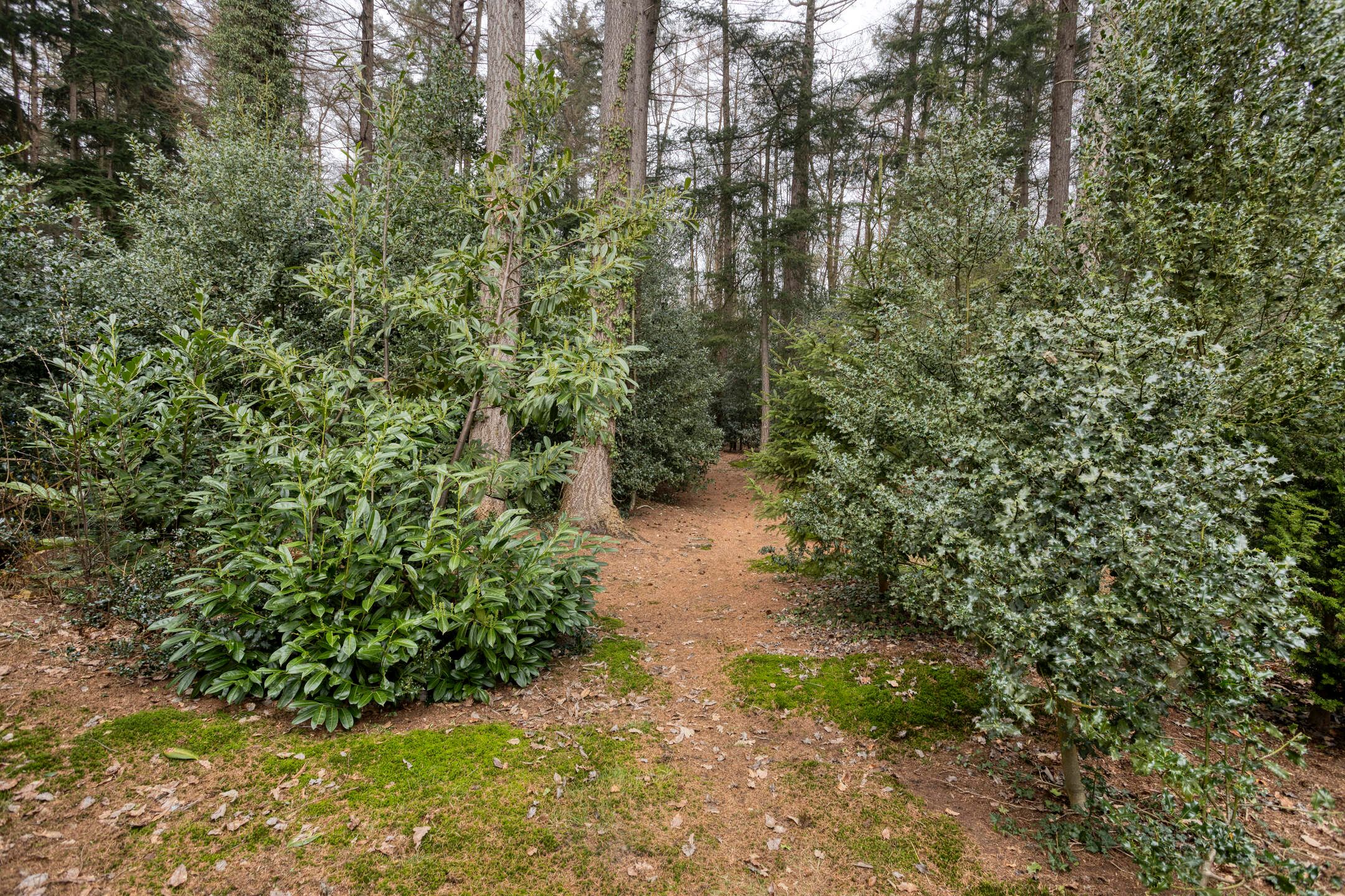 Foto 42 van Bosbouwkamp 29