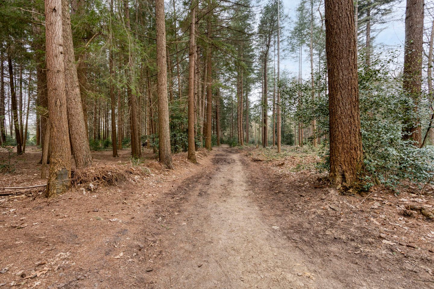 Foto 44 van Bosbouwkamp 29