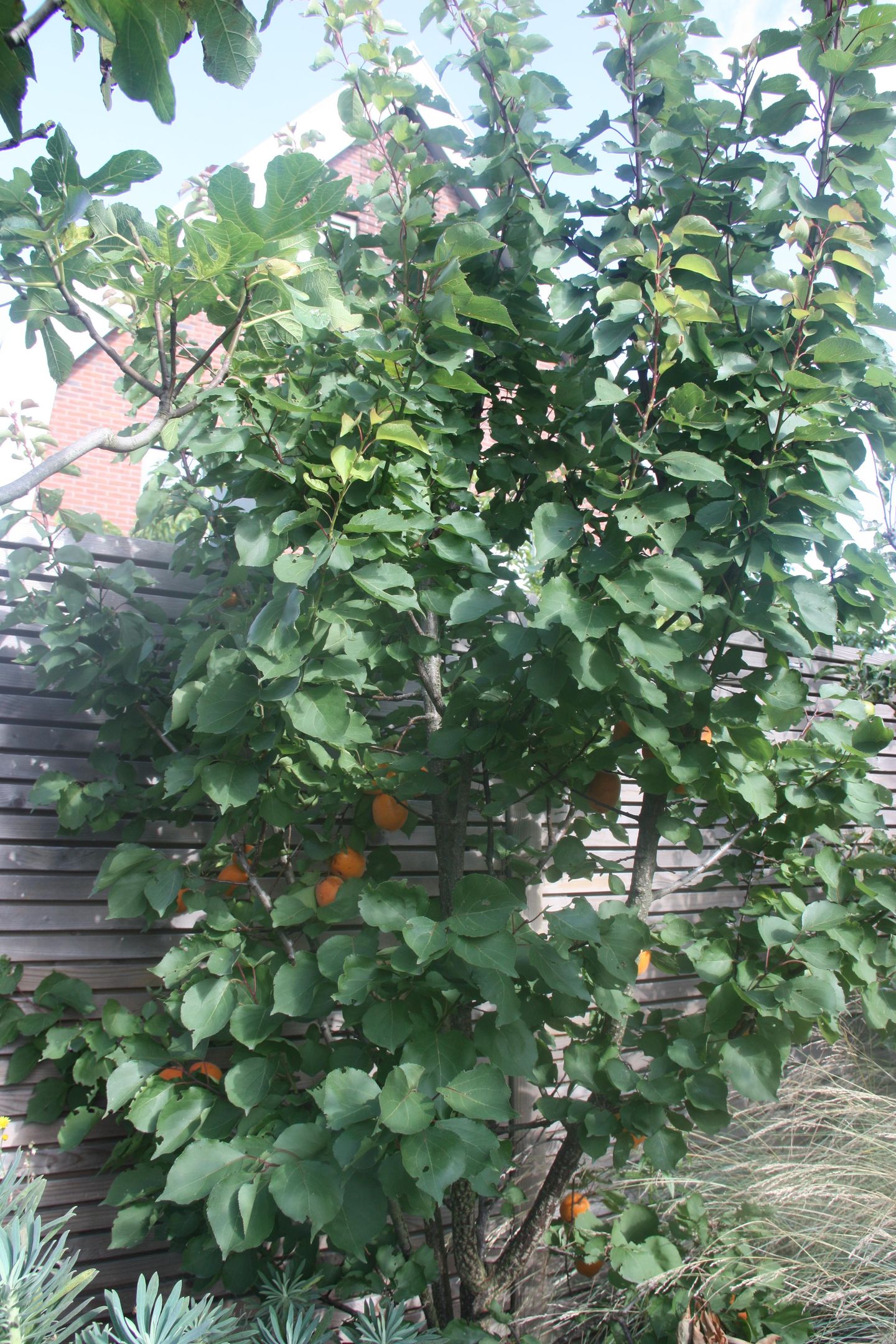 Foto 34 van Hoge Vierschaar 7