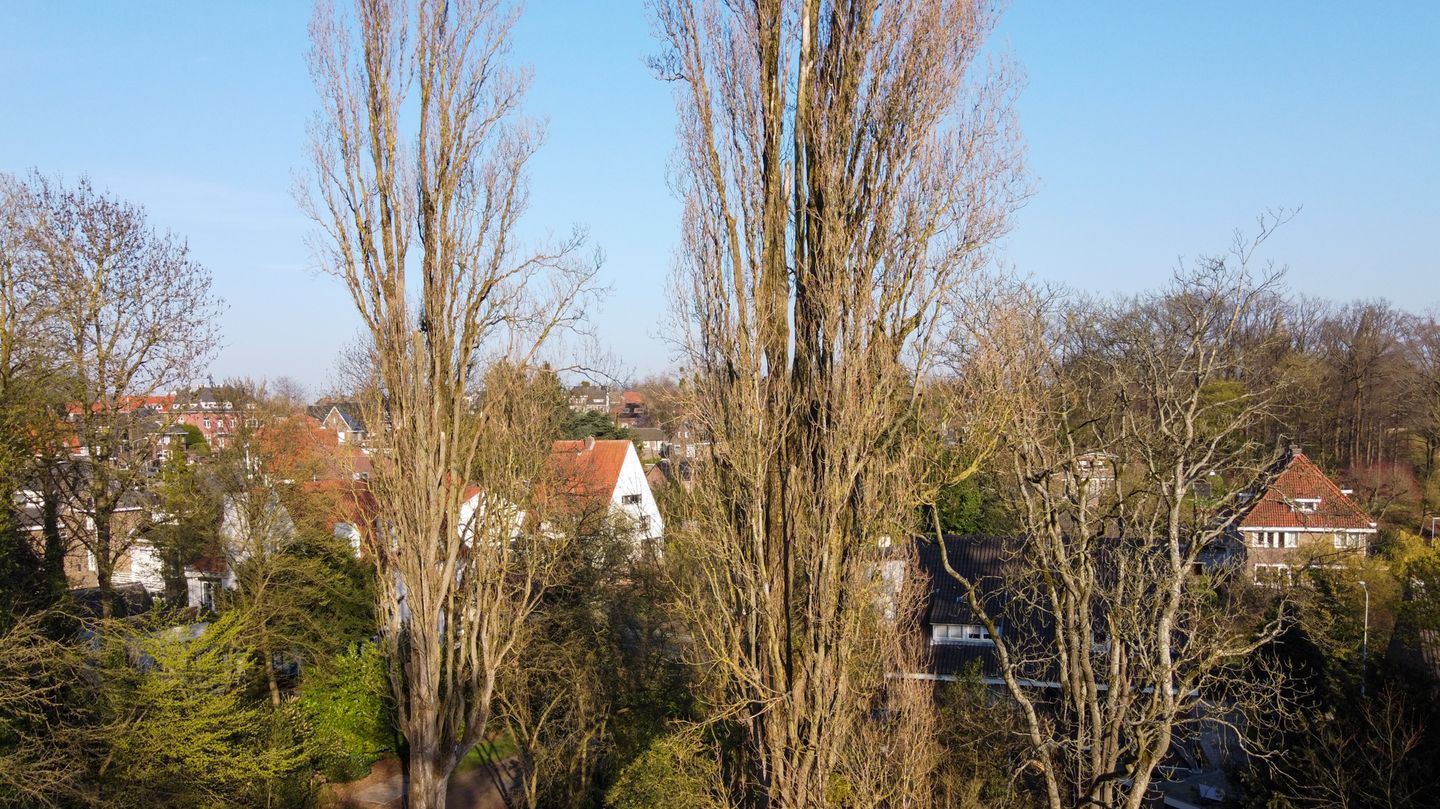 Foto 95 van Molenberglaan 81