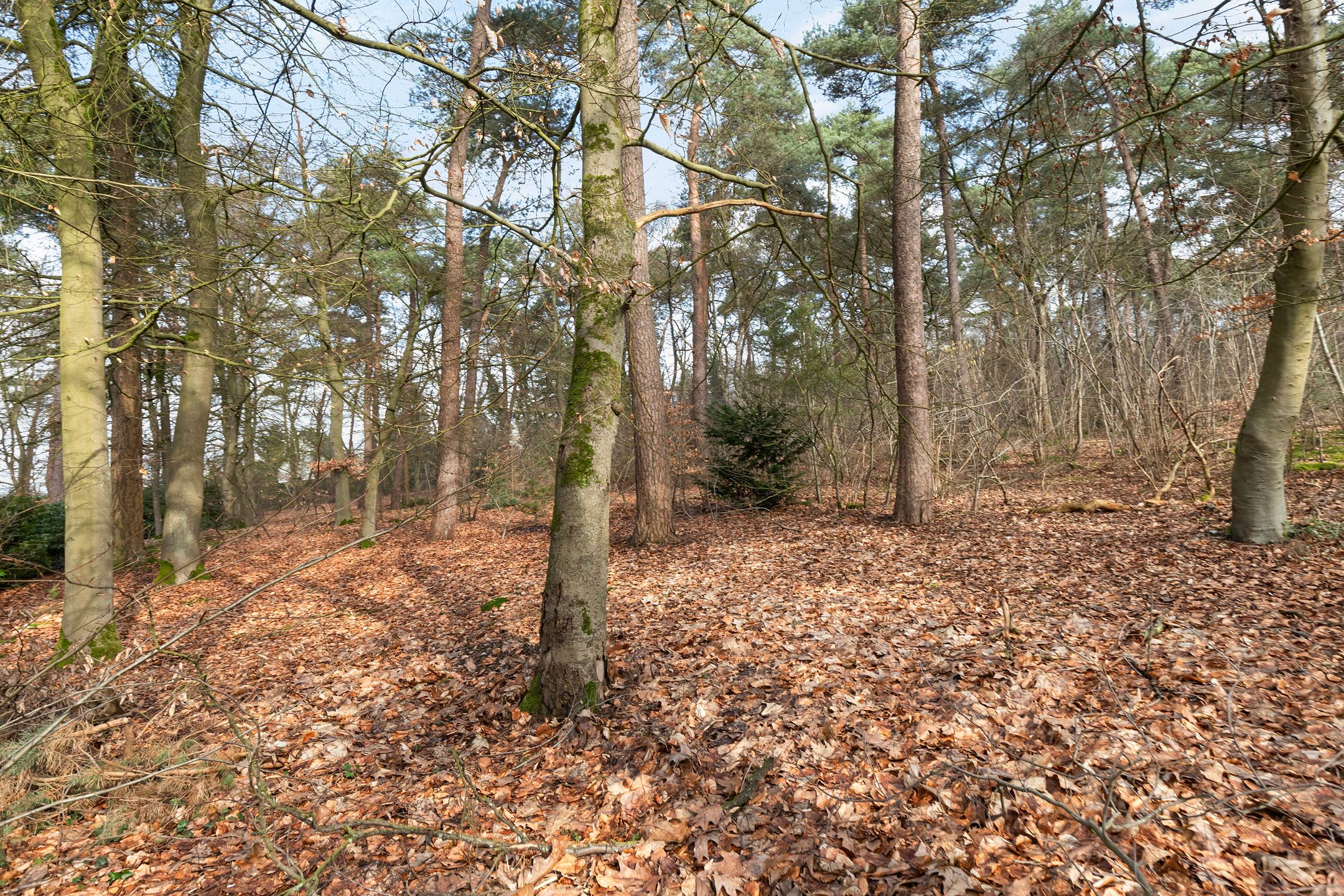 Foto 42 van Tullekenweg 22