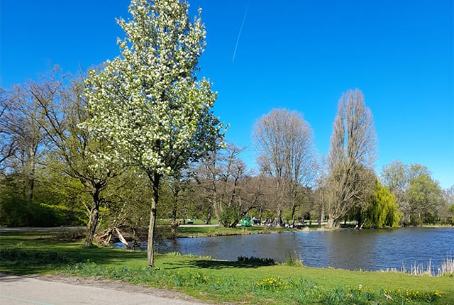 Foto 31 van Sumatraplantsoen 34-A