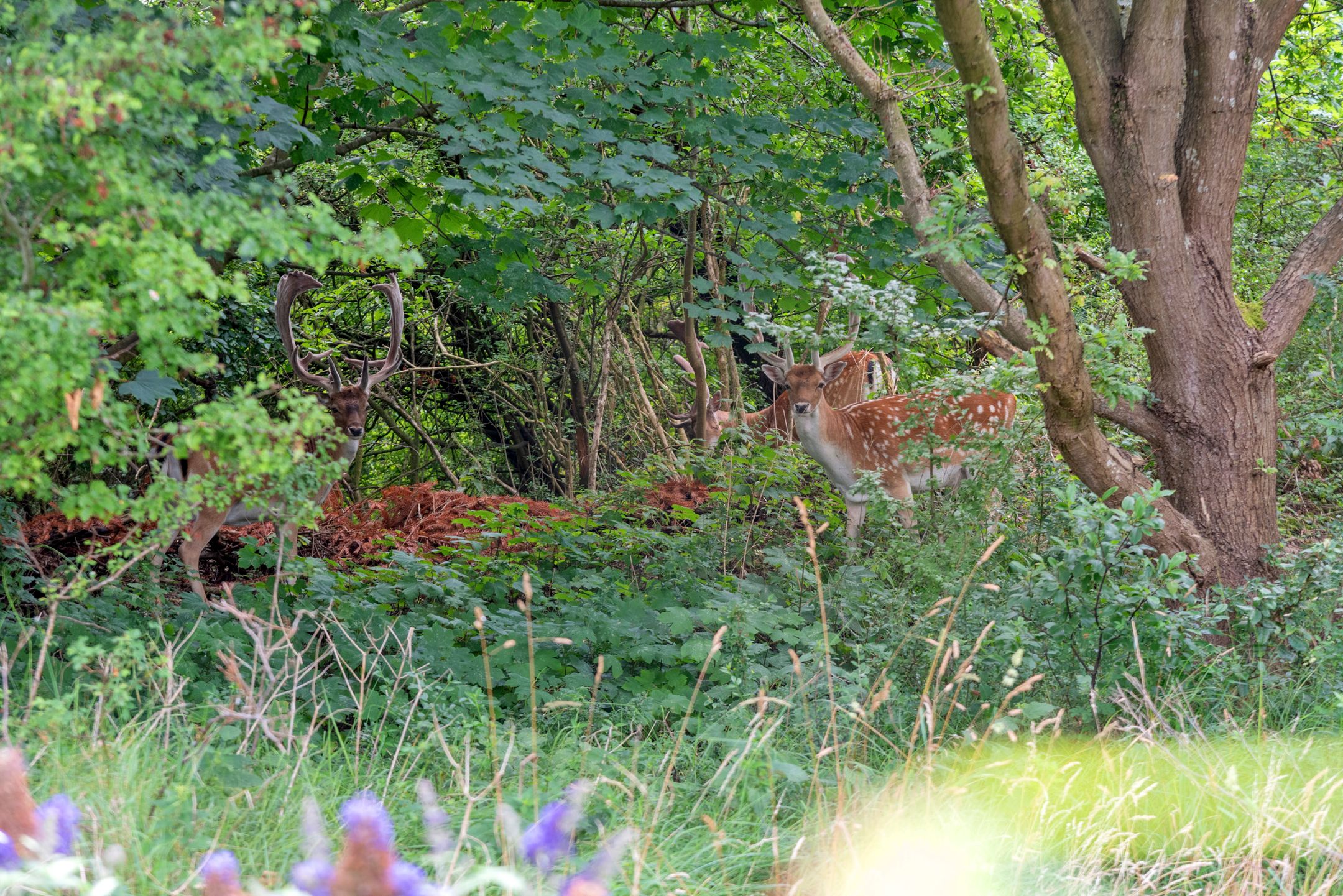 Foto 3 van Lage Bos 31