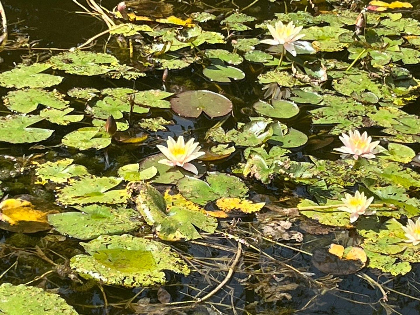 Foto 27 van Zwanenlaan